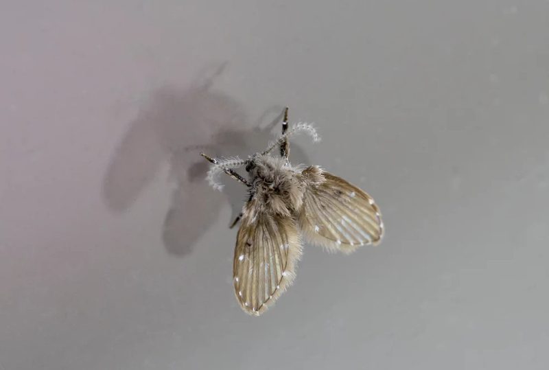 Why Tiny Flies Keep Coming Out of Bathroom Drains in Massachusetts