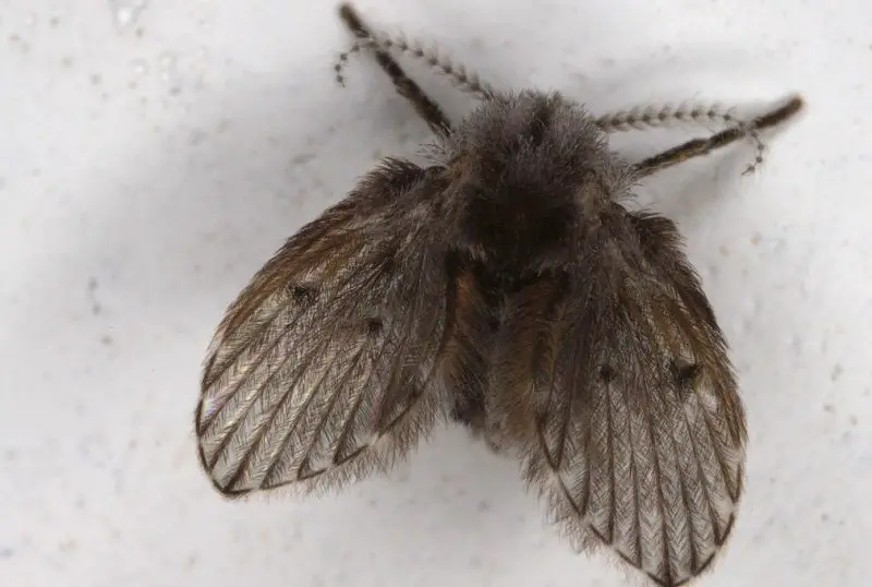 Why Tiny Flies Keep Coming Out of Bathroom Drains in Mississippi