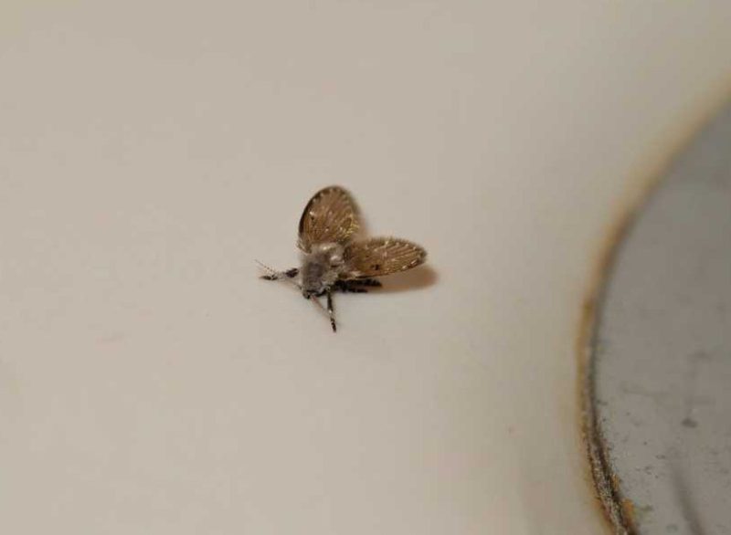 Why Tiny Flies Keep Coming Out of Bathroom Drains in Missouri