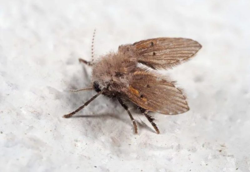 Why Tiny Flies Keep Coming Out of Bathroom Drains in North Dakota