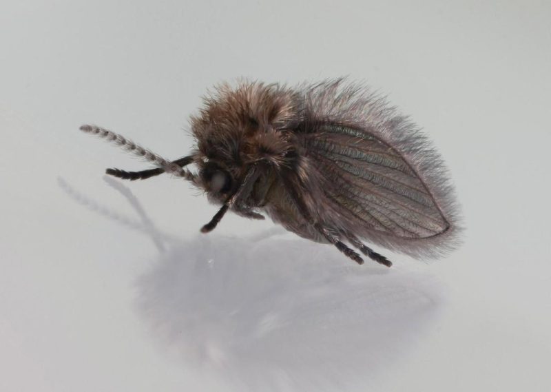 Why Tiny Flies Keep Coming Out of Bathroom Drains in Oregon