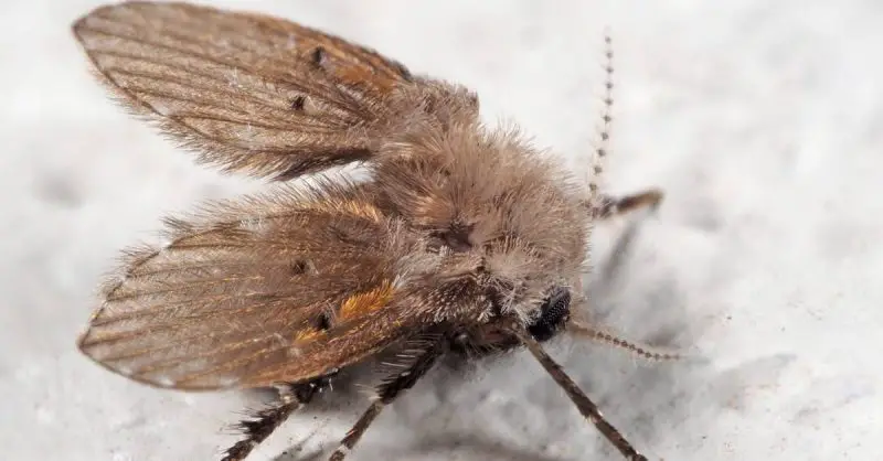 Why Tiny Flies Keep Coming Out of Bathroom Drains in Wisconsin