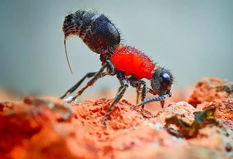 Why Velvet Ant Stings Feel Extremely Painful in Ohio Backyards