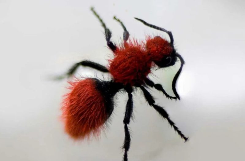 Why Velvet Ant Stings Hurt So Much in Nebraska
