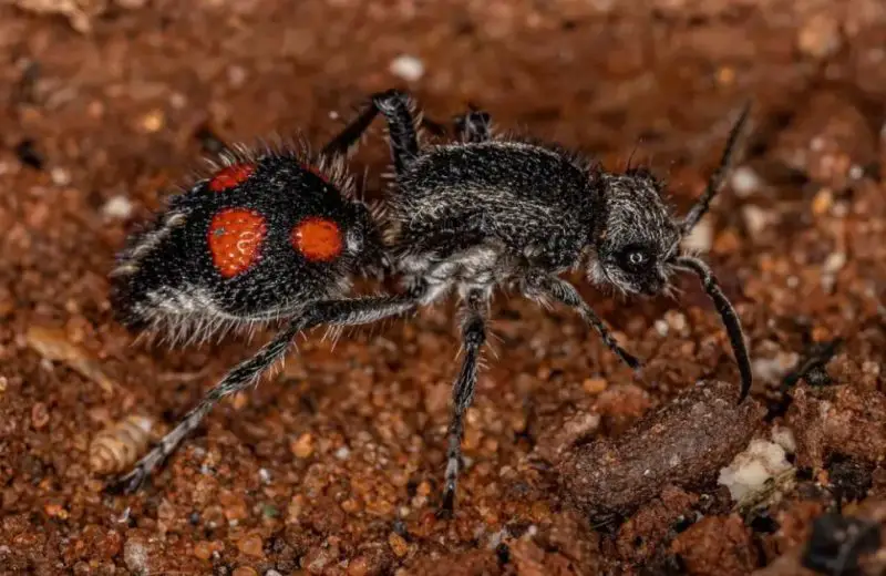 Why Velvet Ant Stings in Oregon Hurt So Much and What You Should Know