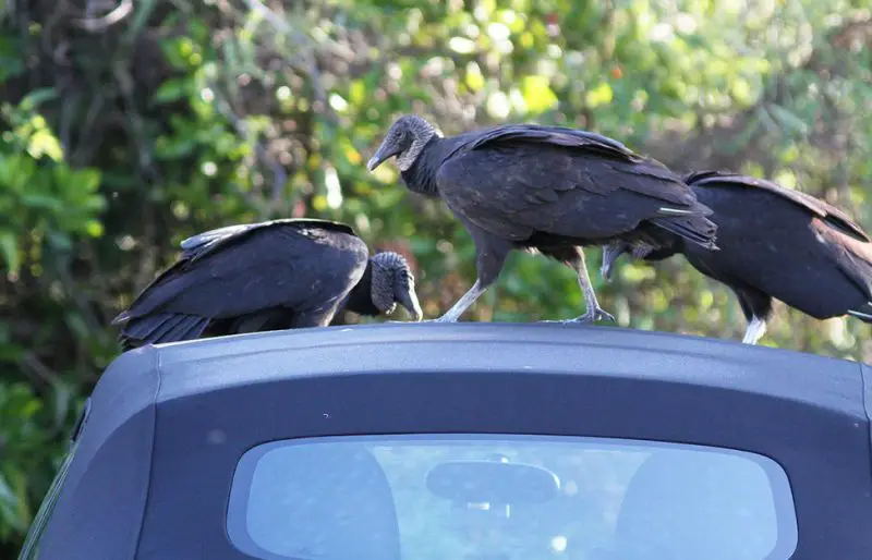 Why Vultures Keep Damaging Cars and Roofs in Florida