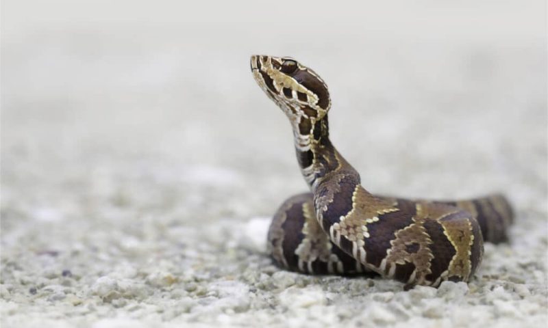Why Water Moccasins Are One of the Most Feared Snakes in Georgia