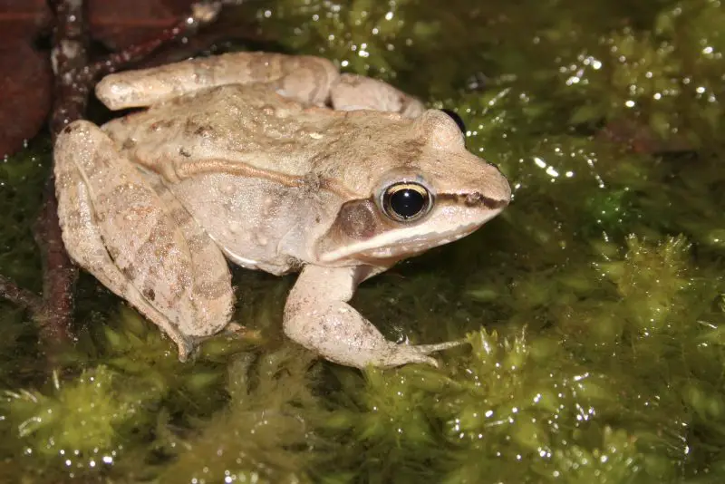 Types of Frogs in Ohio