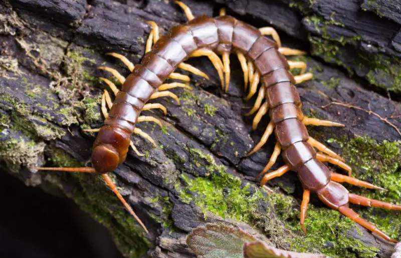 Wyoming’s Centipedes