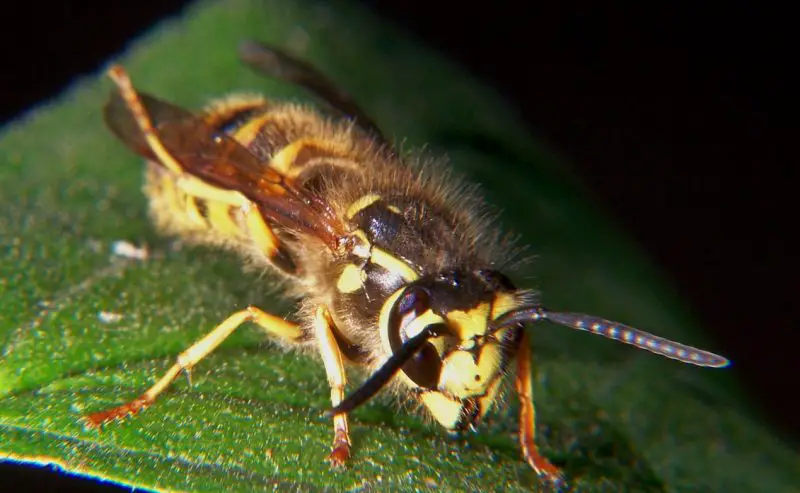 Yellowjacket Stings in Indiana