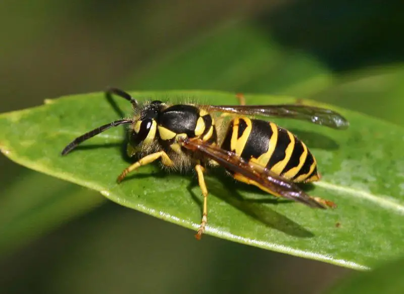 Yellowjacket Stings in Iowa