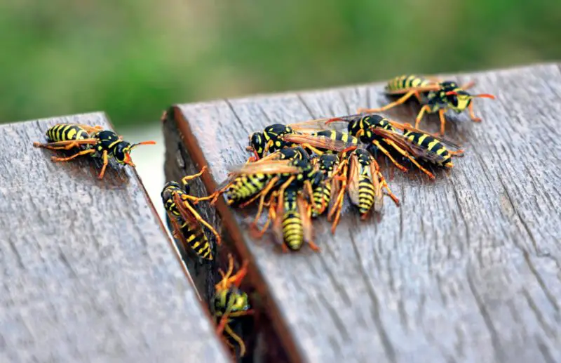 Yellowjacket Stings in Michigan