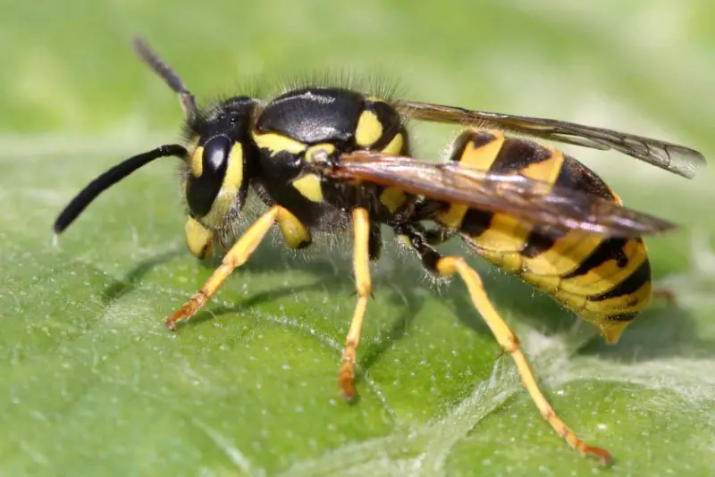 Yellowjacket Stings in New York