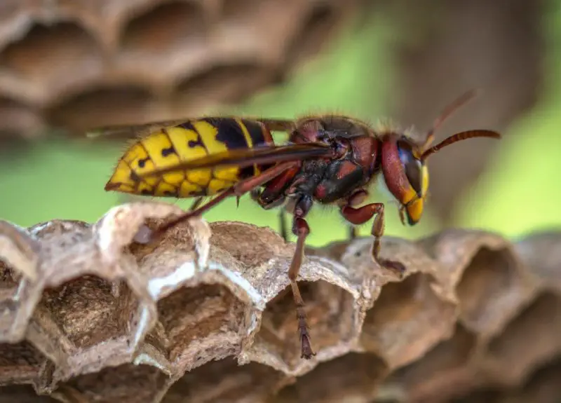 Yellowjacket Stings in North Carolina