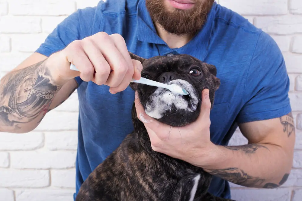 athletic guy brushing his dog's teeth