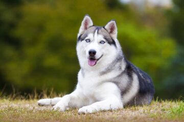 Best Brush for Husky: Make Grooming Easy and Fun