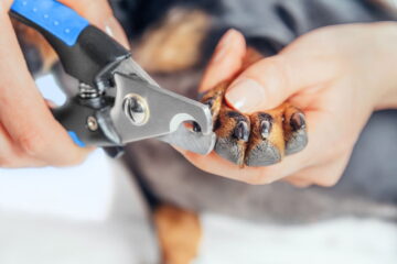 The 5 Best Dog Nail Clippers For Clipping and Grooming At Home