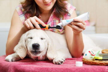 The 3 Best Dog Toothpaste Brands For Your Dog’s Clean Teeth