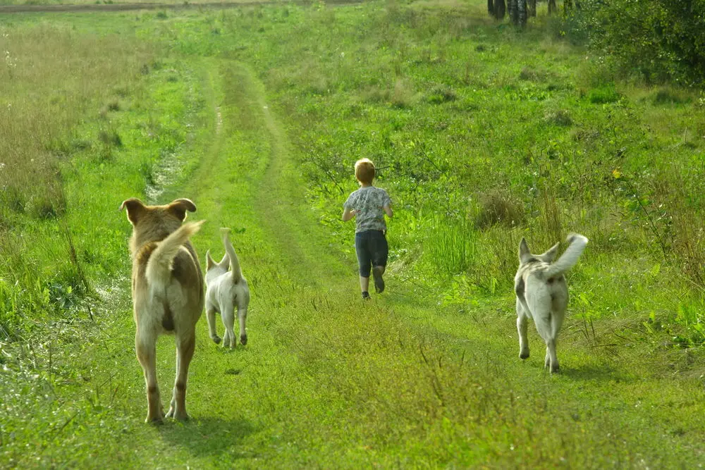 Boy is followed by dogs