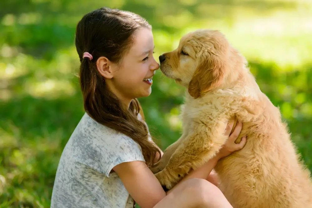 child golden retriever puppy girl holding
