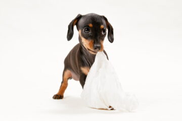 My Dog Ate Paper Towel: Why It Happens and What to Do