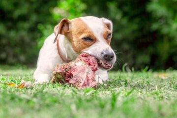 Your Dog Ate a Rib Bone? What You Should Do Next