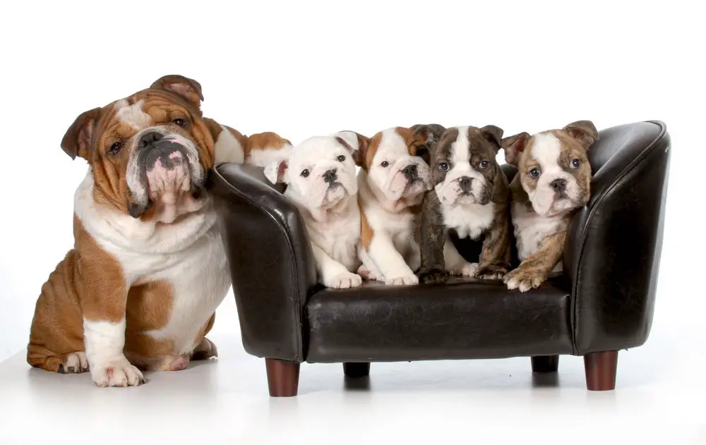 dog family english bulldog father sitting