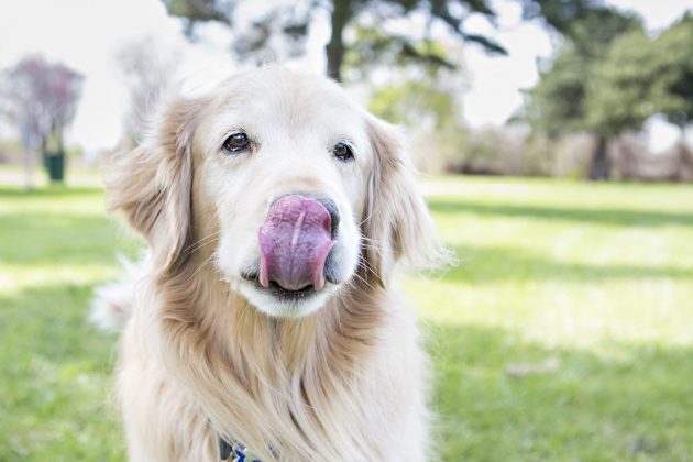 dog licking air