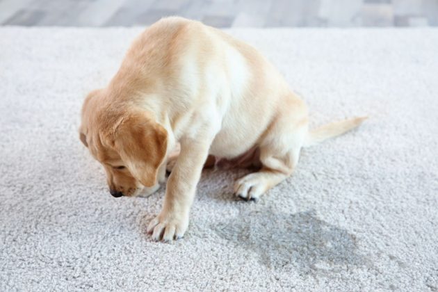 dog scratching carpet