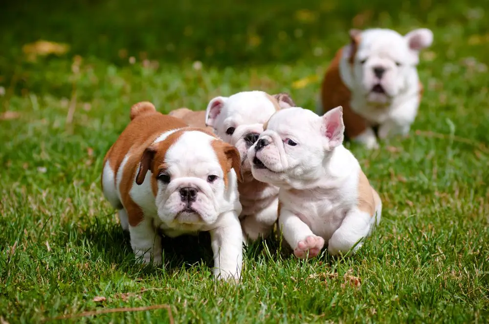 english bulldog puppies playing outdoors