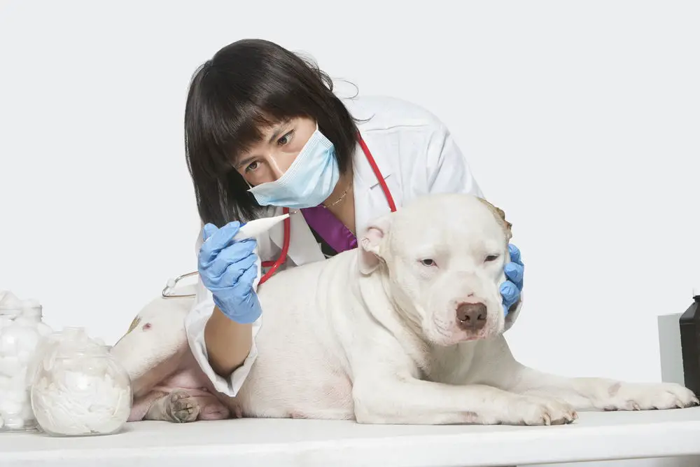 Female veterinarian checking temperature of dog