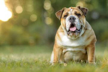 How Long do English Bulldogs Live? The Lifespan of a Loyal Friend