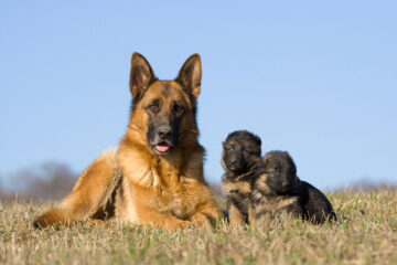 How Long Do German Shepherds Live? Facts You Need to Know