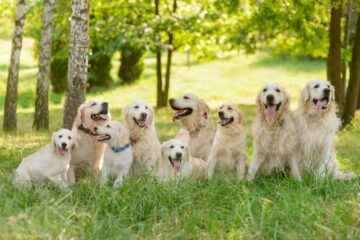 How Long Do Golden Retrievers Live? Facts You Need to Know