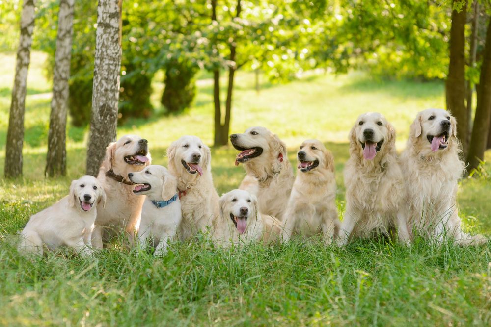 How Long Do Golden Retrievers Live Facts You Need To Know