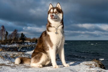 How Long Do Huskies Live? I’ll Tell You About It!