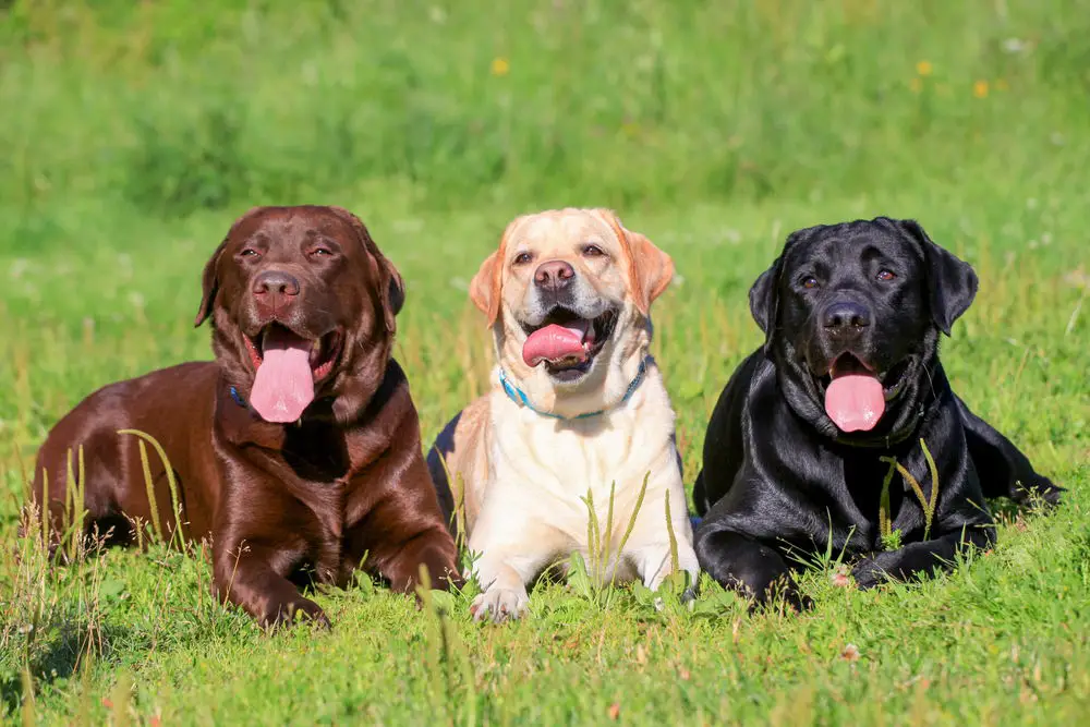 How long do labs live reddit