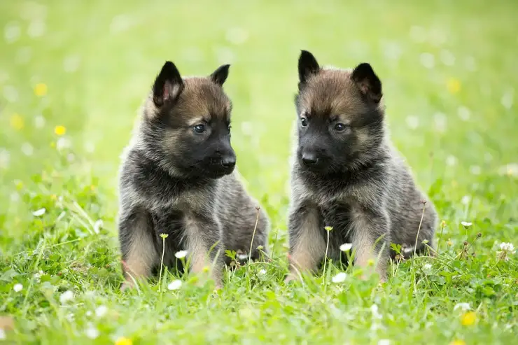 retrato bonito de dois cachorrinhos pastor alemão