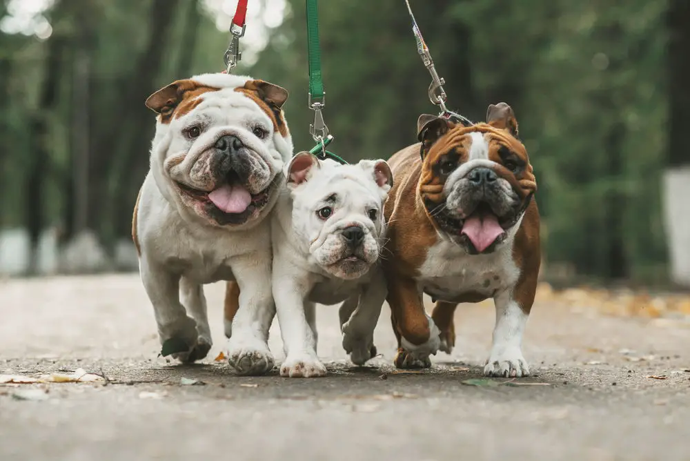 three english bulldog on leash