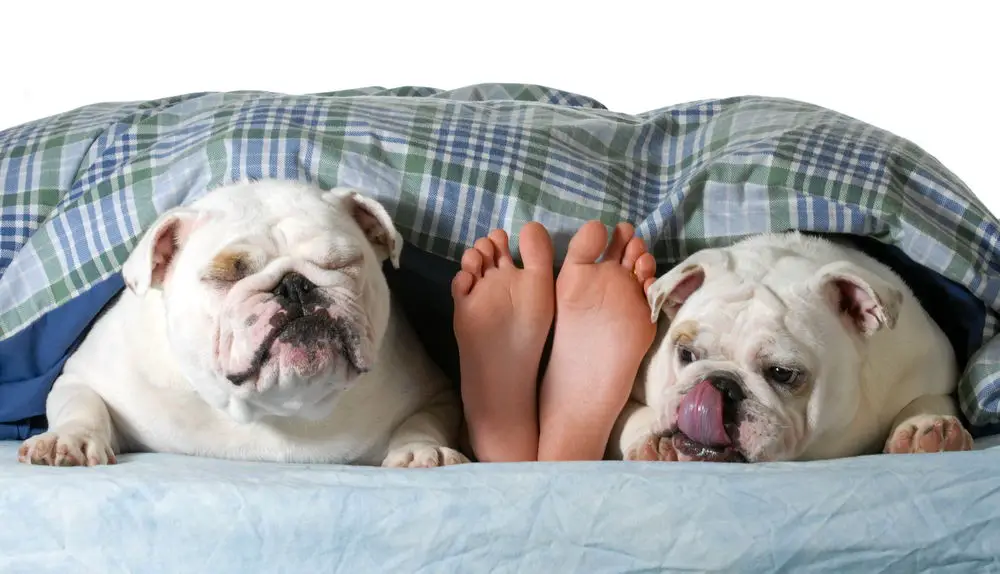 two english bulldogs bed owner