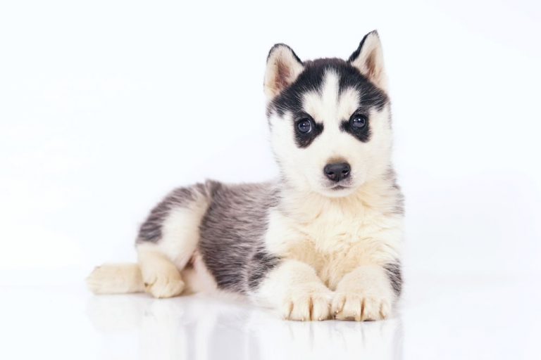 Where Does a Husky Live
