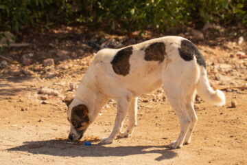 Why Does My Dog Eat Rocks? The Interesting Reasons Why!