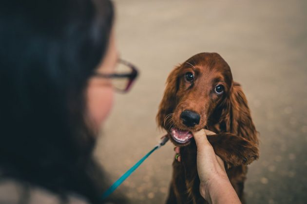 Why Does My Dog Nibble Me? Why It Happens and How to Stop It