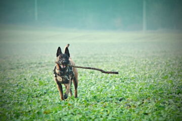 Are Belgian Malinois Good Family Dogs? Learn About Them Here