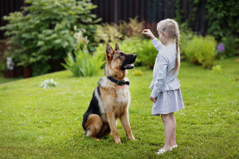 Are German Shepherds Hard to Train? All You Need to Learn