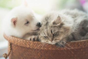 The 7 Best Allergy Medicines for Cats