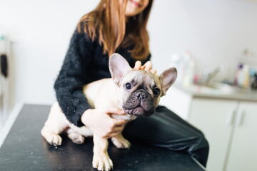 Do French Bulldogs Have Health Problems? Crucial Things You Need to Know