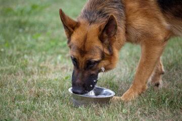 Do German Shepherds Drink a Lot Of Water? The Answers Revealed!