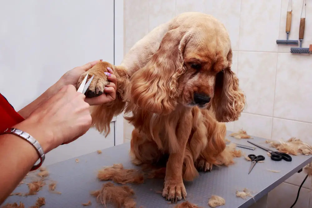 Why Is Your Dog Acting Weird After Grooming? What You Need to Know