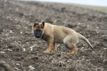 German Shepherd Potty Training Problems and How to Fix It